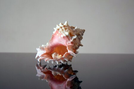 Sea shells marino