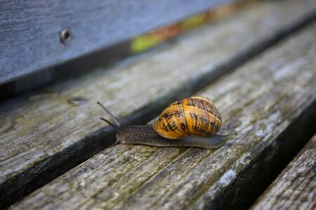 Shell reptile mollusk