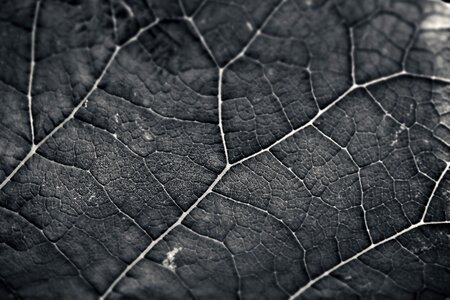 Background nature pattern