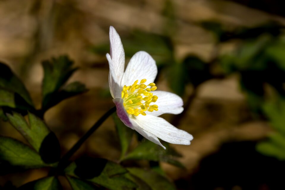 Flower the nature of the anemones