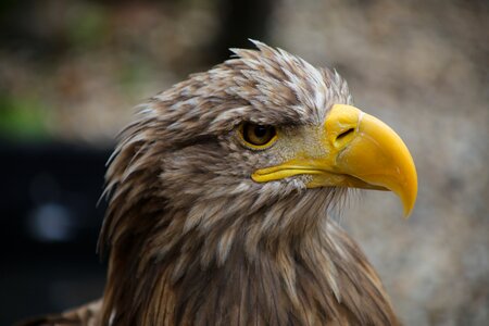 Bird of prey raptor plumage photo