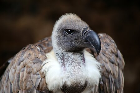 Bird of prey scavengers plumage photo