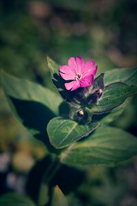 Leaf summer red campion