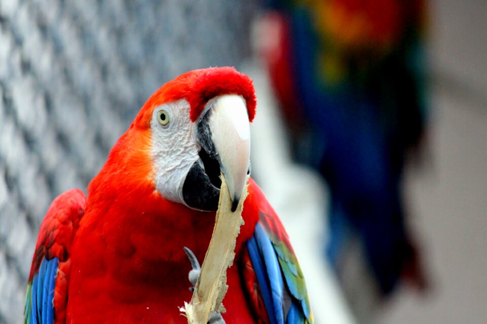 Ara macao bird animals photo
