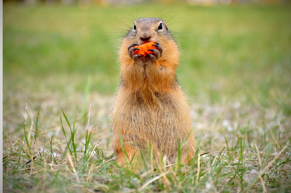 Carrot summer animals