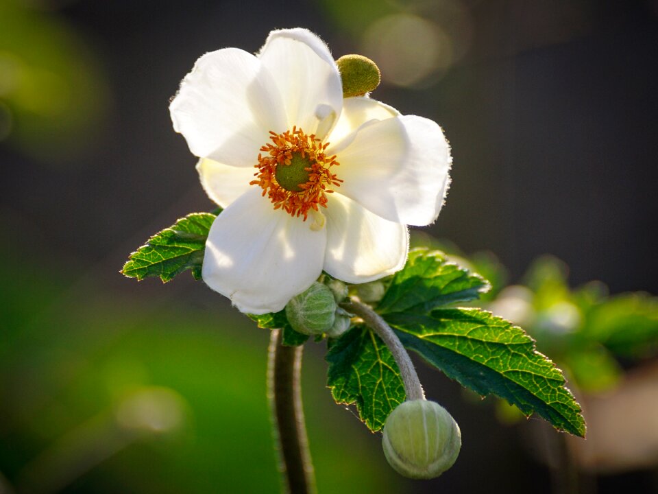 Close up bloom ornamental plant