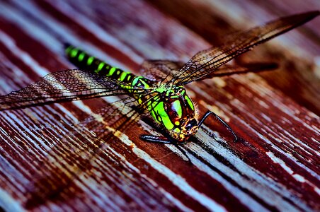 Creature macro photography green dragonfly photo