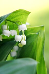 Plant growth fresh