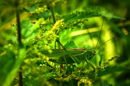 Nature migratory locust green
