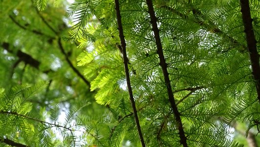 Tree branch green photo