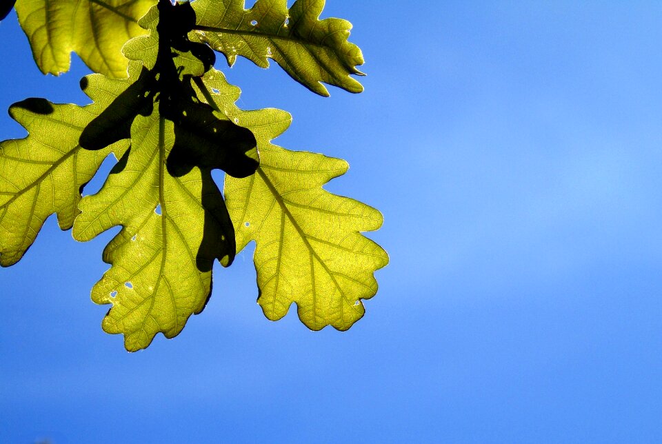 Foliage nature season photo