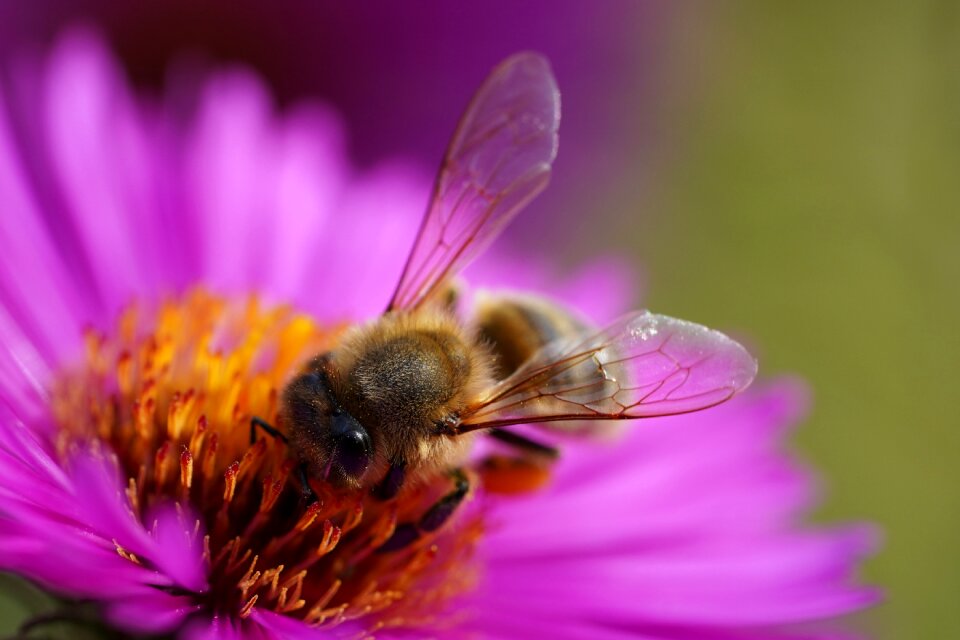 Insect pollen flower