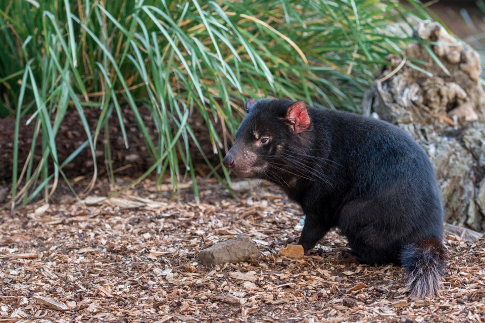 Marsupial endangered mammal