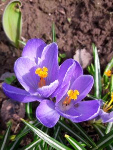 Crocuses primula Free photos