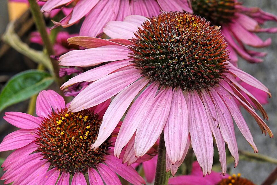 Coneflower autumn garden