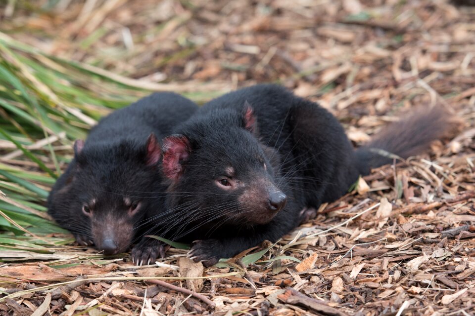 Marsupial endangered wildlife