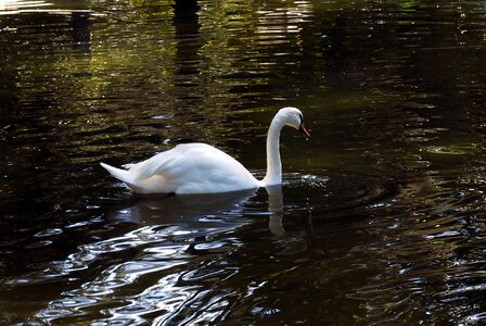 Pond lake nature photo