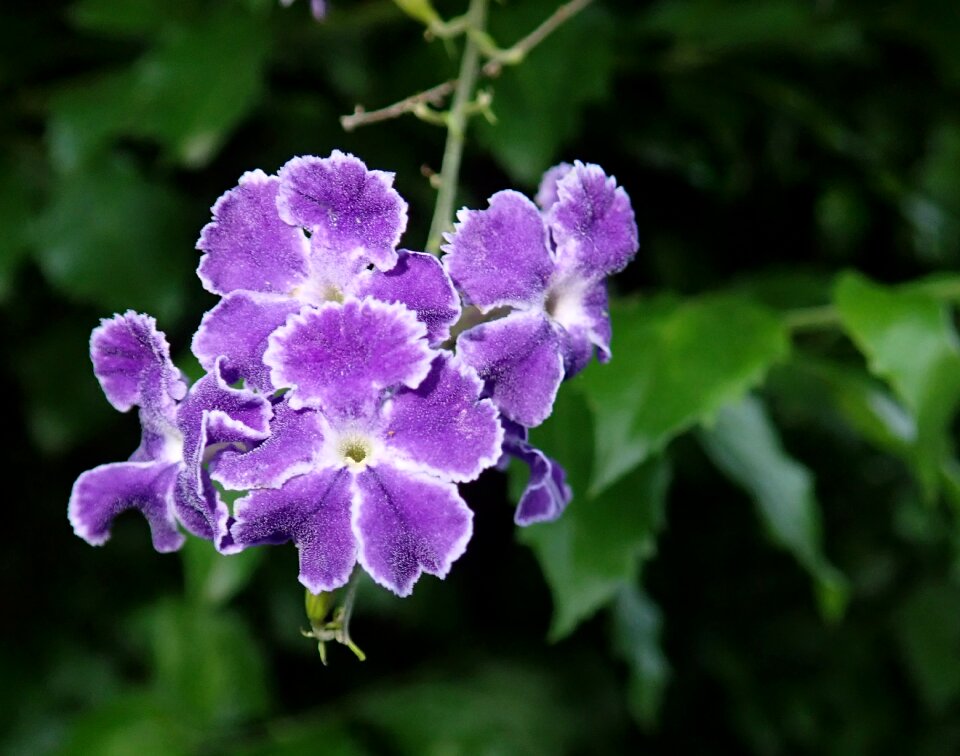 Shrub garden nature