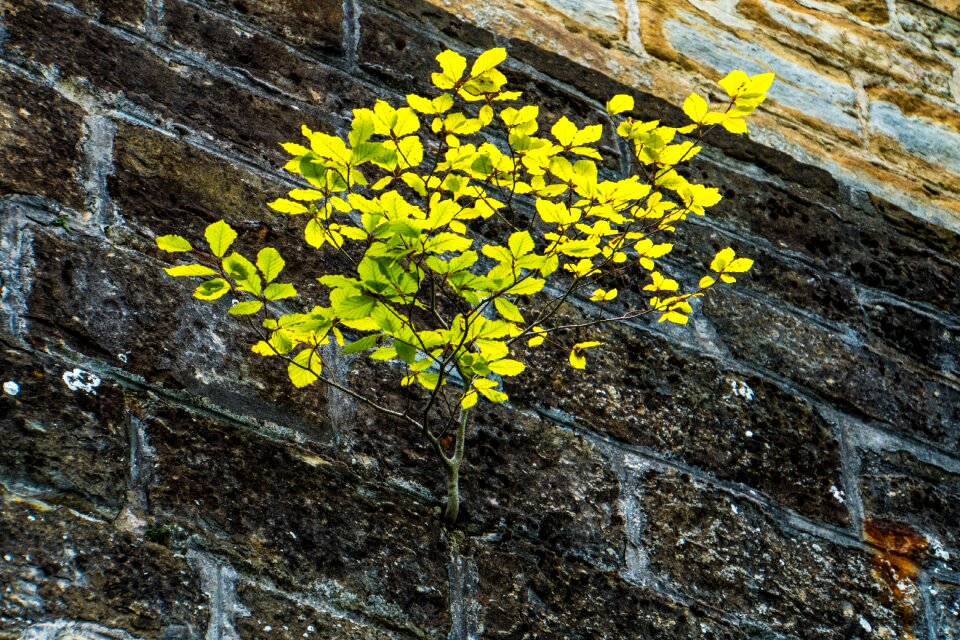 Hohenzollern castle alb eaves