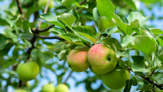 Garden apple tree harvest