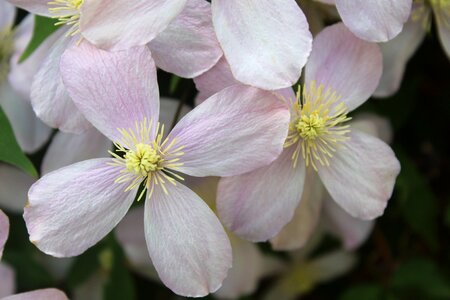 Climber plant plant blossom