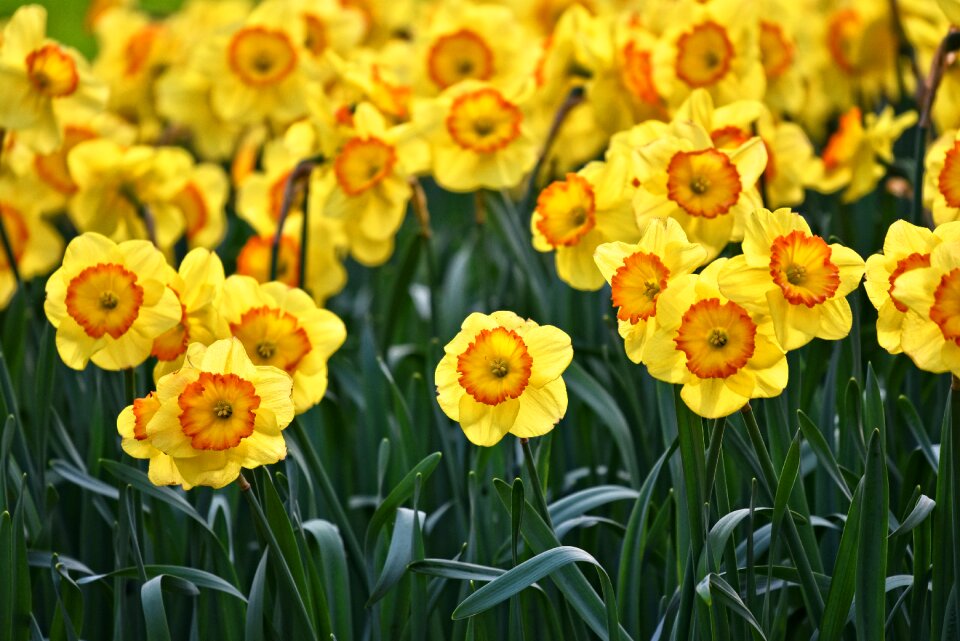 Bulbous blooming springbloom
