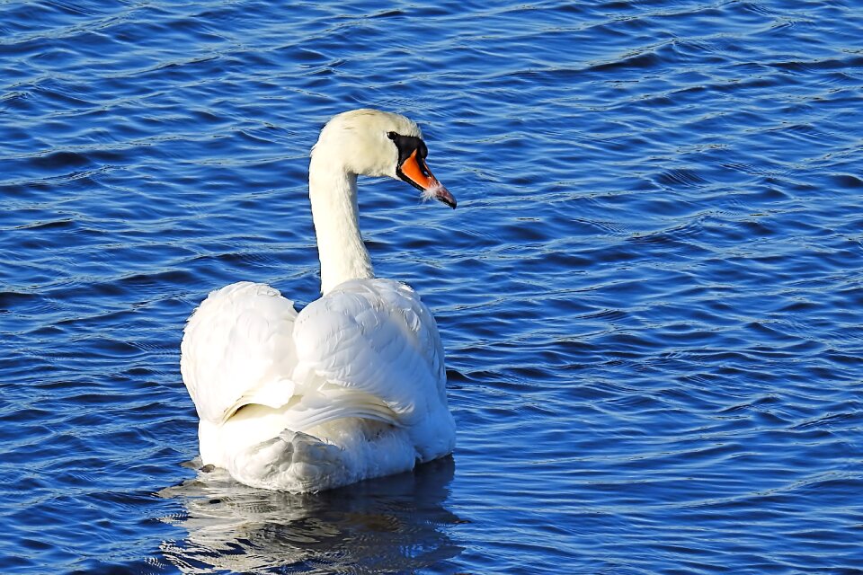 Bird water bird nature