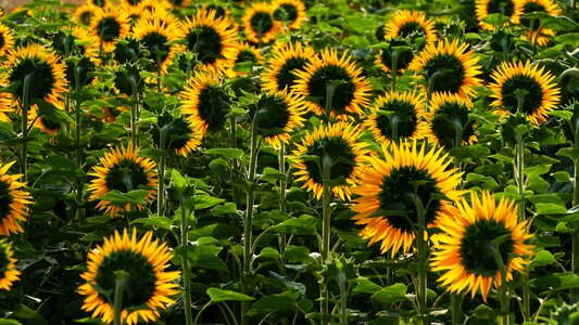 Sunflower light leaves