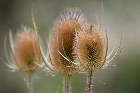 Plant bloom thistle