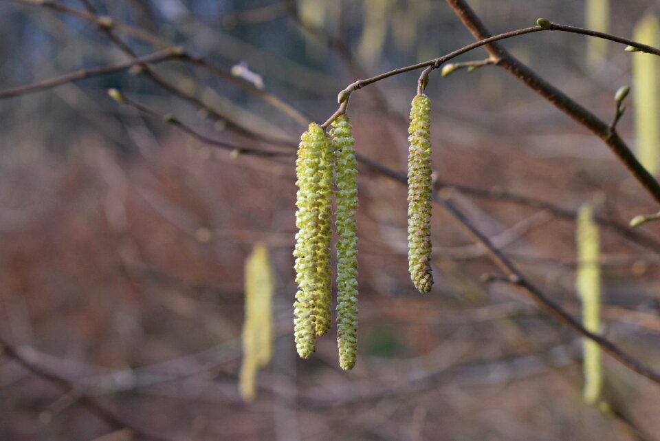 Trees close up bud