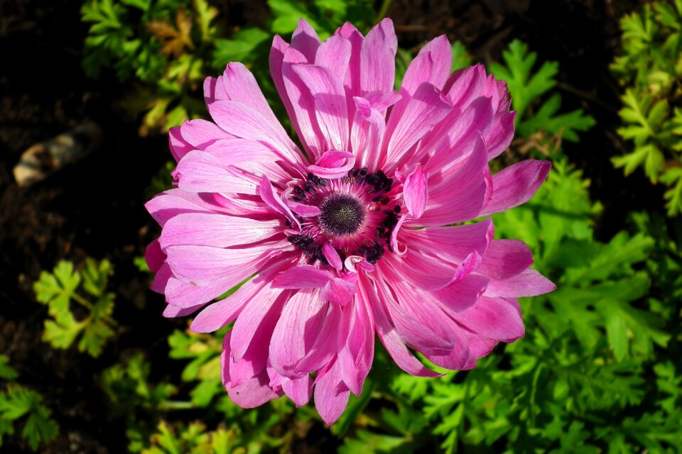 Summer macro garden
