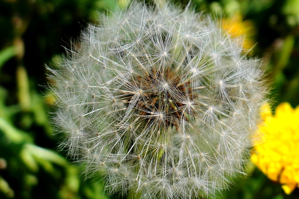 Summer flower seeds