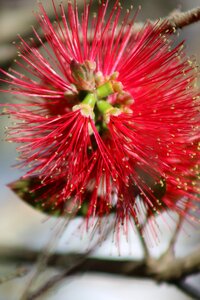 Nature red bloom