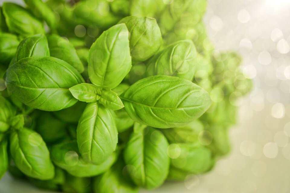 Food fresh green food