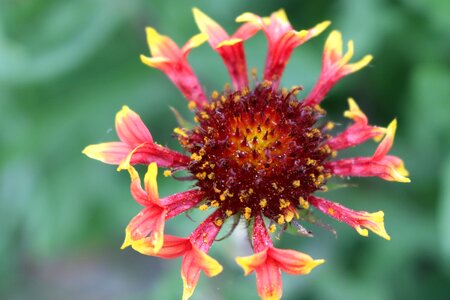Yellow tender delicate