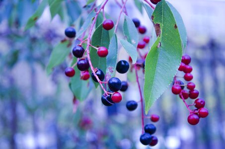 Blueberry autumn fall