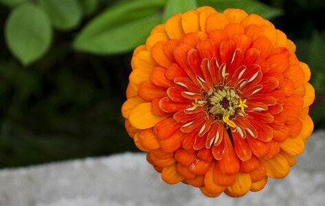 Garden orange beautiful