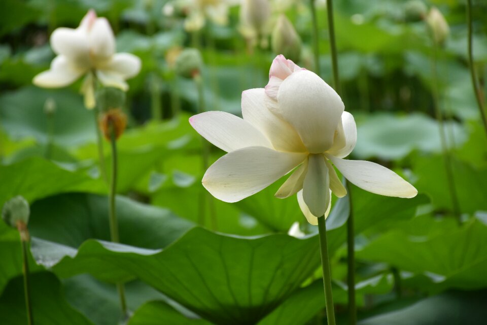 Lotus flower lily pads