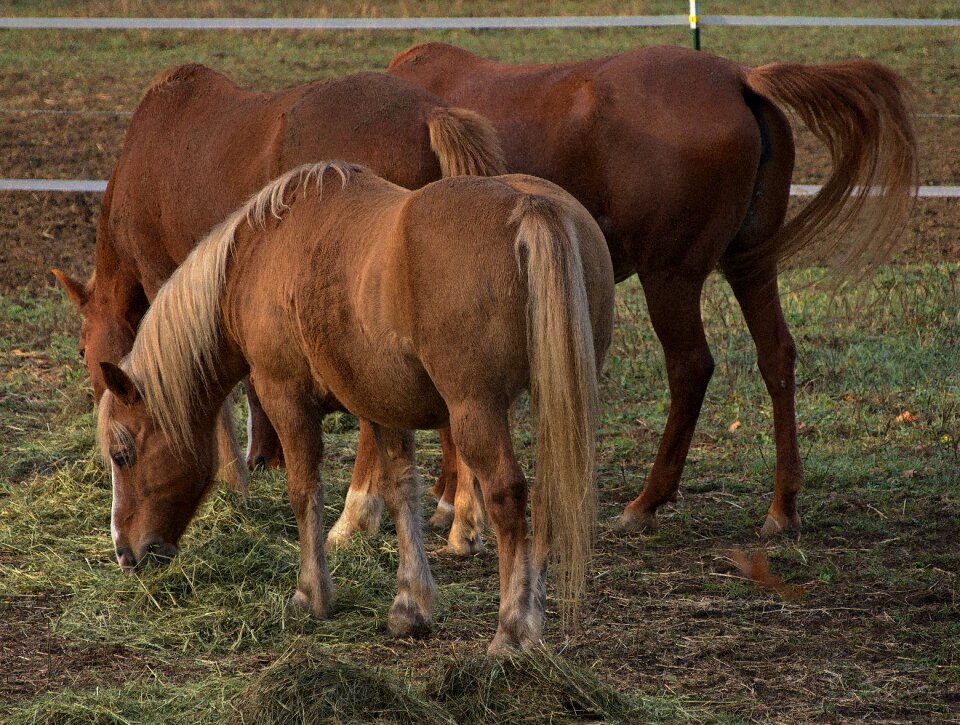 Brown mane close up