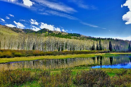Landscape aspen forest blue sky