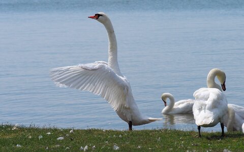 Birds swans lake