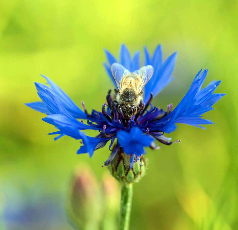 Blue green background meadow
