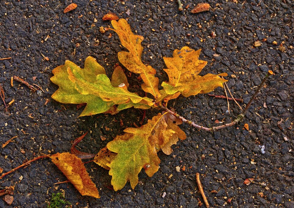 Road autumn morning