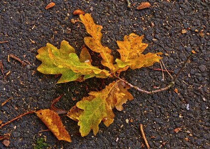 Road autumn morning