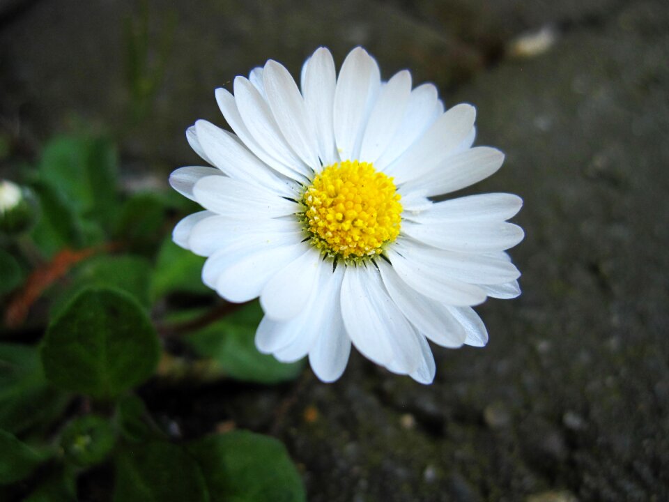 Flower close up white