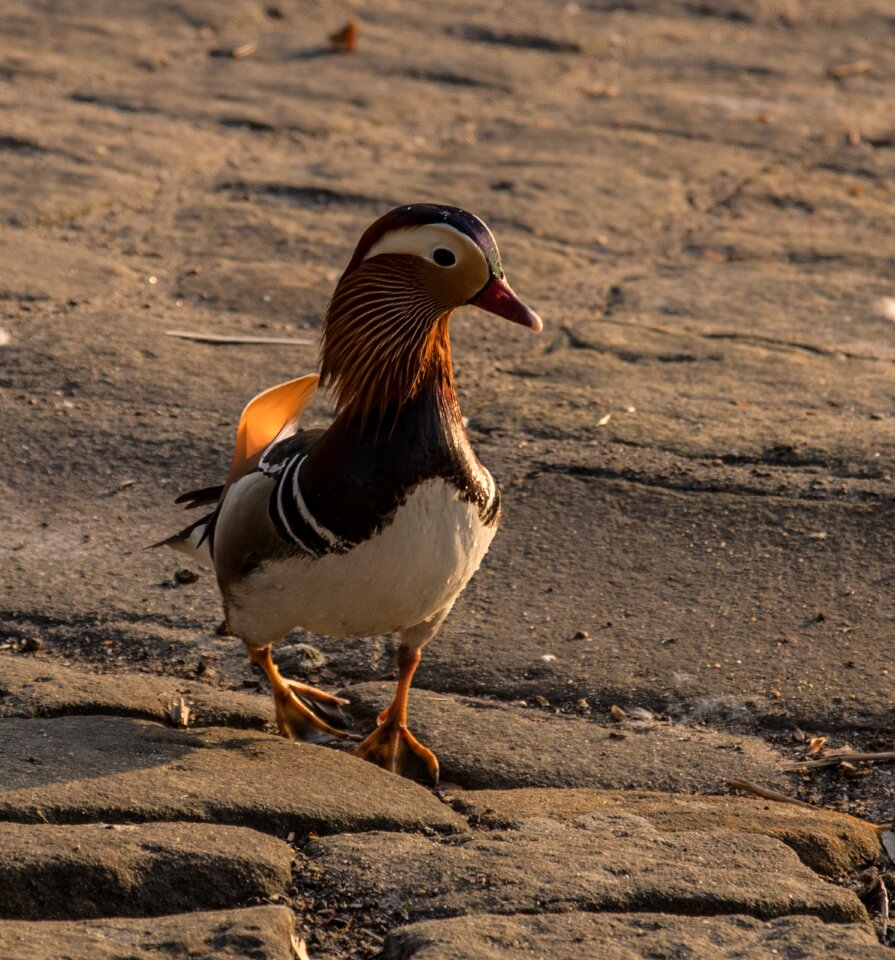 Bird animal world poultry