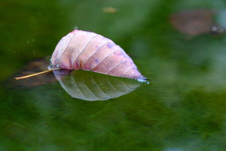 Leaves fall leaves swim