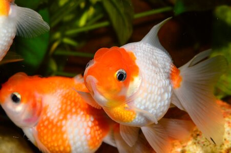 Red fish aquarium carassius auratus photo