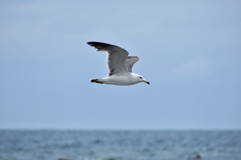 Bird wild birds seagull