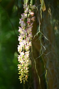 Exotic blooms at plant